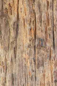 木板材白蚁损害