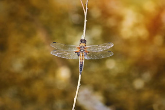 four-spotted猎人蜻蜓quadrimaculata