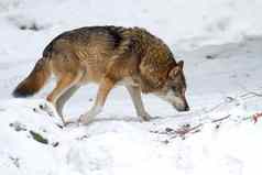 灰色的狼犬红斑狼疮走雪