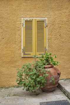黄色的画墙植物花瓶