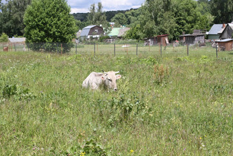 白色牛谎言草地绿色草木房子背景俄罗斯农村景观