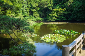 代代木公园池塘东京日本