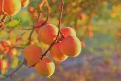 明亮的美丽的多汁的成熟的橙色杏子概念夏天收获罐头杏一天日落杏子视图杏子日落