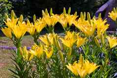 多汁的精致的黄色的郁金香绿色茎叶子真正的象征春天