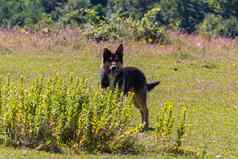 黑色的棕色（的）狗牧羊犬清算布什场花包围绿色植物的地方休息野餐