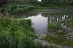 深小池塘密集的灌木丛草的地方钓鱼