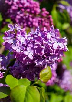 特写镜头淡紫色分支郁郁葱葱的紫色的花瓣小绿色叶子