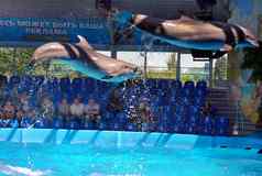跳水域美丽的海豚哺乳动物多尔
