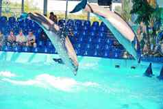 成人海豚跳喷涂滴水海豚馆表演游客
