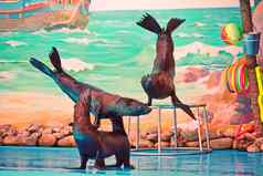 皮毛海豹海狮子执行演讲水族馆背景图片海视图