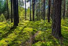 风景如画的森林快乐小路径背景松森林