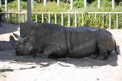 重灰色的犀牛睡觉和平阴影树冠动物园