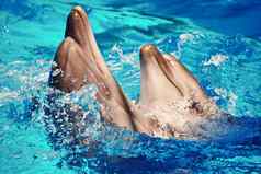 美丽的海哺乳动物海豚漩涡跳舞溅水