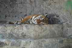睡觉英俊的条纹老虎城市动物园岩石海角阳光明媚的夏天一天