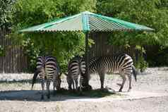 条纹斑马尽情享受多汁的草阴影绿色伞动物园