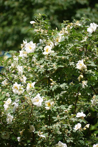 盛开的白色<strong>玫瑰</strong>布什绿色背景阳光明媚的清晰的天气