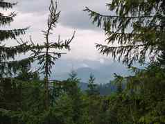云杉格罗夫背景美妙的雄伟的山无趣的灰色的天空