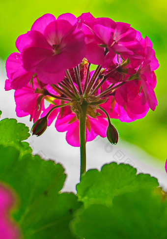 花序粉红色的花未公开的味蕾明亮的绿色多汁的叶子