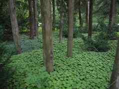 密集的绿色植物只树干松柏科的树