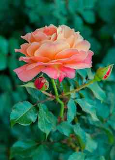 迷人的玫瑰花精致的花瓣薄阀杆