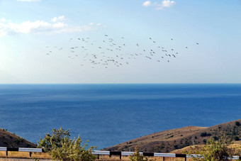 无限的水域海洋伸展运动地平线群鸟飞行天空
