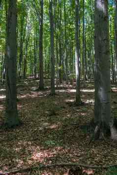光滑的光滑的树干树日益增长的坡下降叶子地面