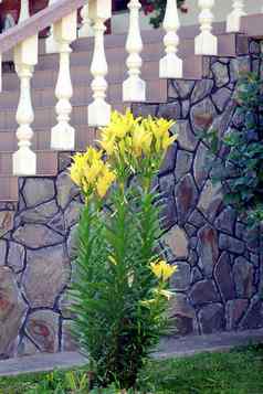 美丽的温柔的黄色的花背景石头墙白色步骤