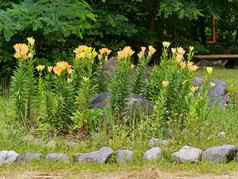 花圃黄色的百合高绿色腿装修石头巨石