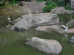 美丽的色彩斑斓的鸭子浮动湖站岩石