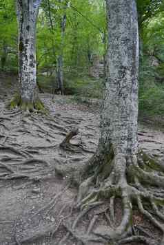 陡峭的坡杂草丛生的巨大的根树对