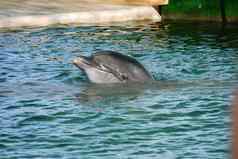 英俊的海豚窥视池水海豚馆聪明的空气