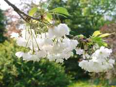 樱桃分支郁郁葱葱的白色开花花绿色叶子