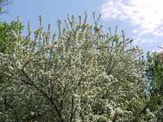美丽的开花树郁郁葱葱的白色花瓣分支机构可见春天蓝色的天空光云