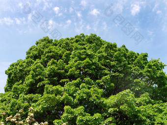 郁郁葱葱的大皇冠树绿色叶子蓝色的天空背景