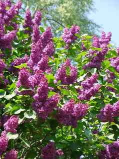 布什郁郁葱葱的紫色的淡紫色绿色叶子背景高树蓝色的透明的天空