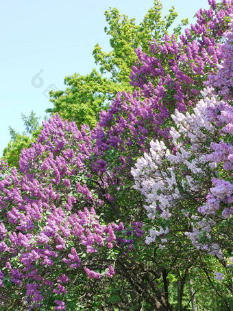 灌木紫色的白色淡紫色植物花园