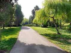 宽清晰的小巷公园倾斜的爬柳树清晰的阳光明媚的一天
