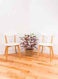 房间角落里优雅的椅子色彩斑斓的巴豆植物