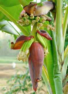 香蕉开花植物香蕉开花植物