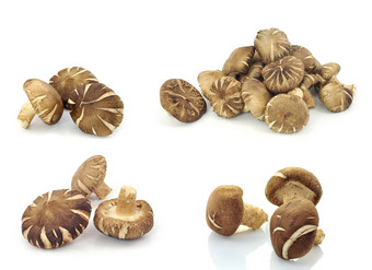 香菇蘑菇lentinula香菇