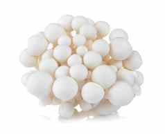 白色山毛榉蘑菇Shimeji蘑菇可食用的蘑菇隔离
