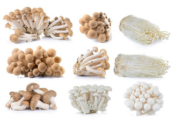 棕色（的）山毛榉蘑菇白色山毛榉蘑菇香菇蘑菇