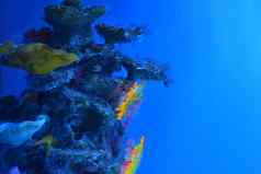 五彩缤纷的珊瑚苔藓岩石藻类深度
