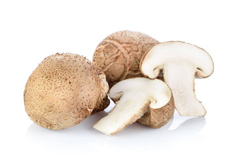 香菇蘑菇白色背景