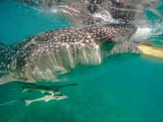 游客游泳海鲸鱼鲨鱼城市oslob
