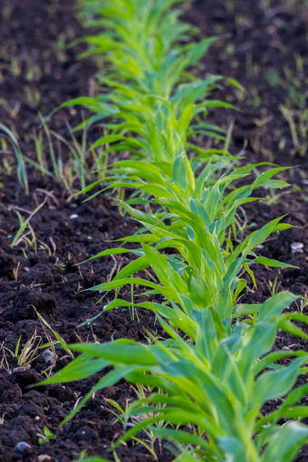 夏天景观场年轻的玉米杂草植物保护除草剂使用<strong>生态农业</strong>斯洛文尼亚
