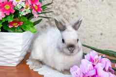 复活节兔子春天花环矮兔子坐着Nea