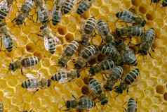 蜂窝完整的蜜蜂养蜂概念蜜蜂蜂窝