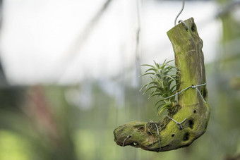 Tillandsia<strong>身材矮小</strong>的菠萝小木日志浮子