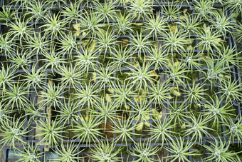 Tillandsia<strong>身材</strong>矮小的菠萝爱<strong>好</strong>小Orname